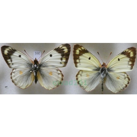 Colias hyale (Linnaeus, 1758) pair Szlaczkoń siarecznik Croatia39f